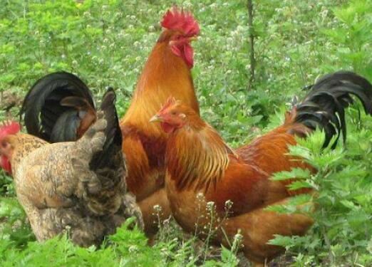 20210915154341c6c78716657a400d8eaa370c54a7a5cd-7