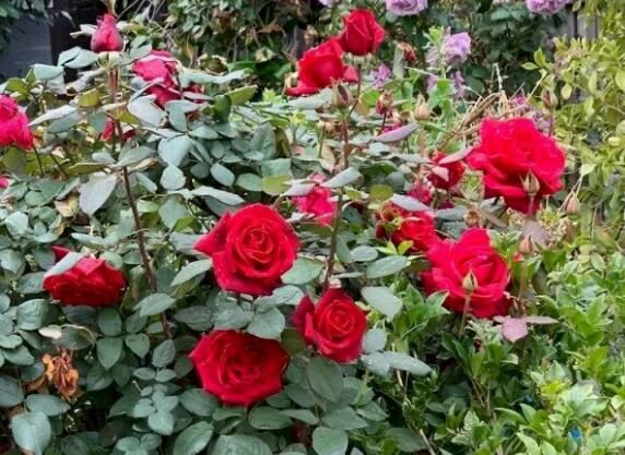 2021102615234575402f9607dd43088bd04cb0ada6596b-1 2021102615234575402f9607dd43088bd04cb0ada6596b-1