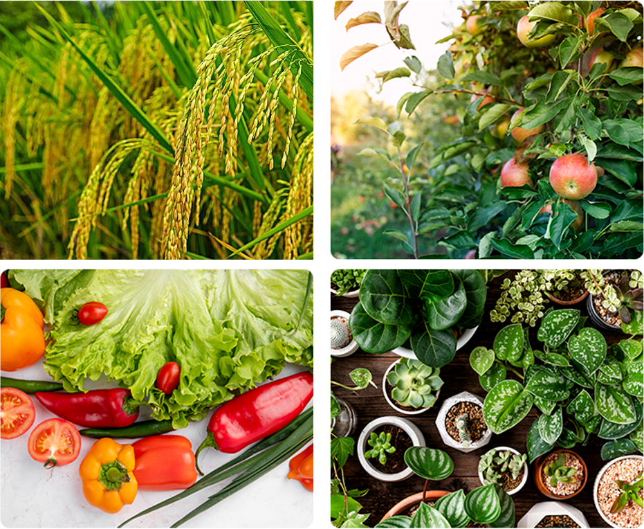 Saf kapsaisinin uygulanması