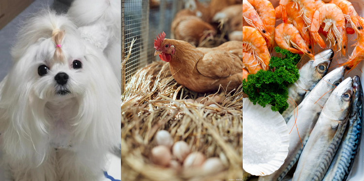 Lutein Uygulamaları