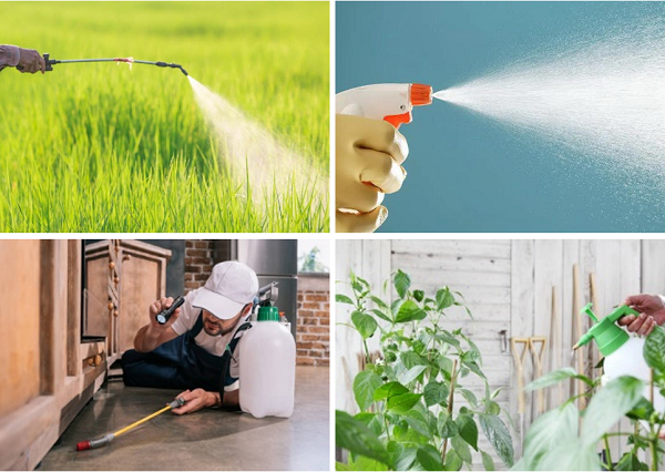 Piretrin Çiçek Tozunun Uygulamaları