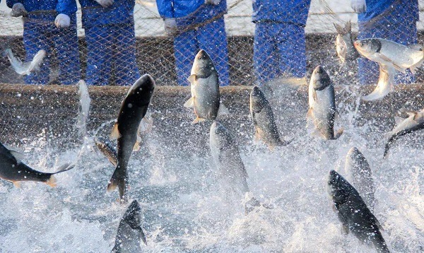 Sıvı Rotenon Uygulaması