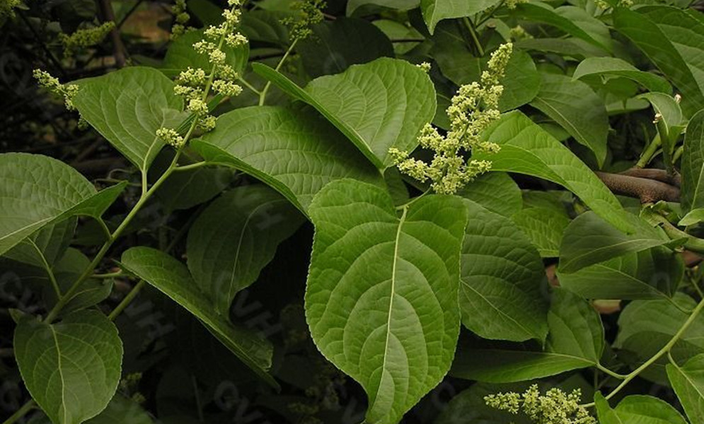 Celastrus davidianus