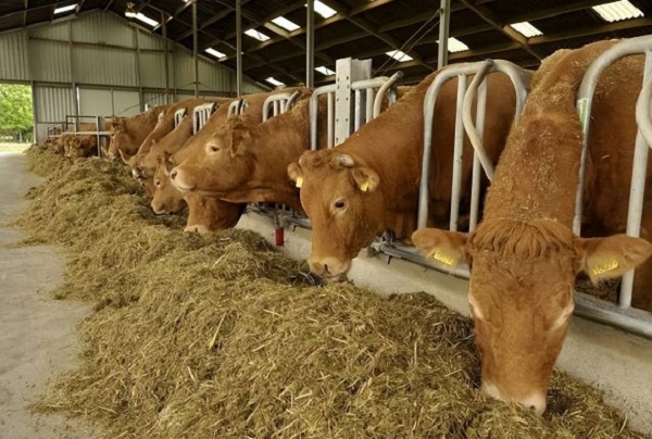 Ruminant Beslenmesi İçin Toptan Magnezyum Glisinat Tozu