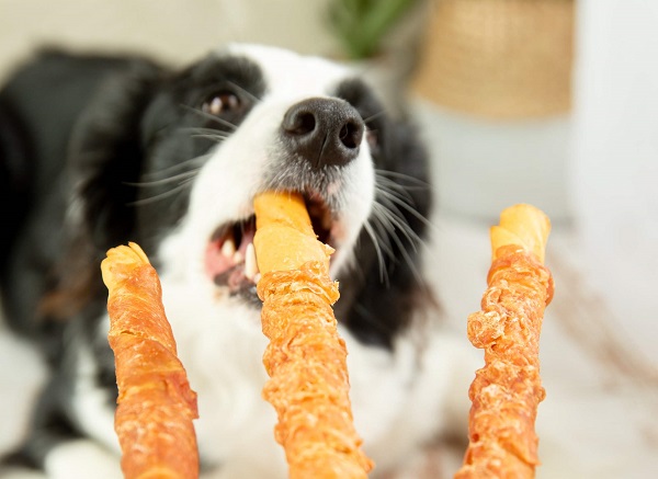 Evcil hayvan maması barları