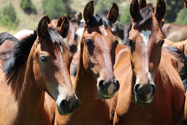 Yucca Özütünün Modern Yem Formülasyonlarında Atların Sindirim Sistemini Nasıl Desteklediği