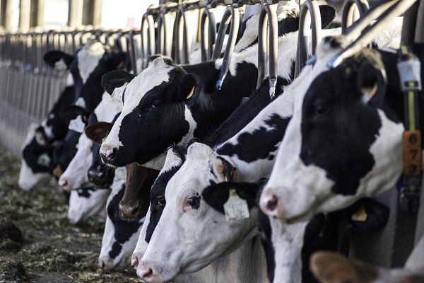 Ruminant Yemlerine Doğru Bitkisel Katkı Maddeleri Nasıl Seçilir?