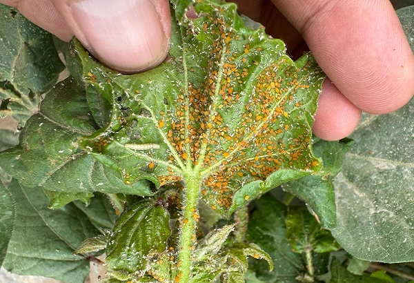 Vaka İncelemesi: Organik Haşere Kontrol Çözümlerinde Allisin