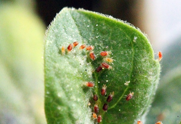 Matrine'in Farklı Bitkilerde Kullanımı: Vaka Çalışmaları