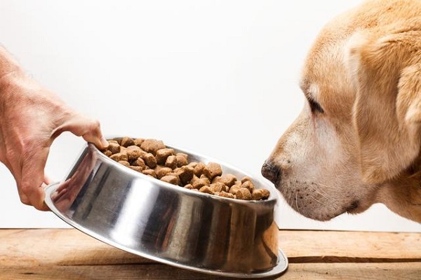 köpek