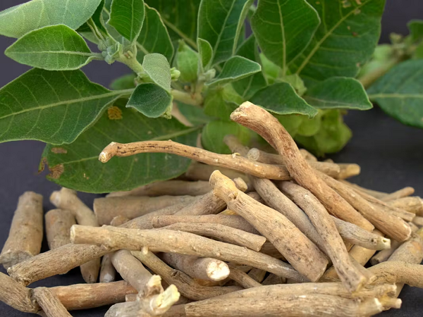 Ashwagandha kökü